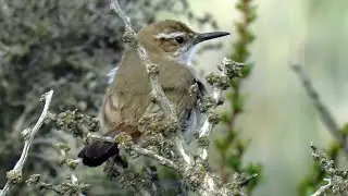 Band-tailed Earthcreeper - near endemic
