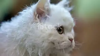 14 White Cat Breeds That Look Like Snowballs ❄️ | Fluffy & Beautiful Cats You&rsquo;ll Love #catlover