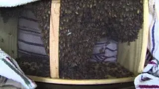 Picking up Bees at Brushy Mountain Bee Farm