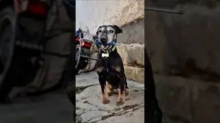 MY DOG BRINGS ME TOOLS TO FIX THE ATV! 🛠️ | CAN-AM ELECTRICAL PROBLEM SOLVED