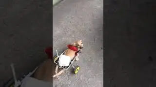The dog that was born lame