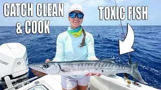 CATCH CLEAN AND COOK BARRACUDA - TOXIC FISH!