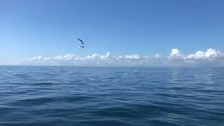 Rare seabird food fight off coast of Belize caught on camera