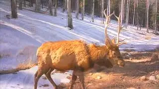 Post Rut Sparring Bulls Survive Winter - The Rocky Mountain Elk & Deer Watch by Don France