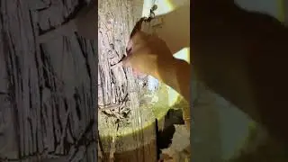 Teure Termitensch&auml;den