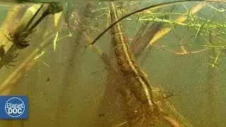 Aquatic Beetle Documentary