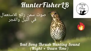 صوت رائع لصيد السمن في الليل والفجر - Song Thrush Night&Dawn Sound -Canto Del Tordo Bottacio #thrush