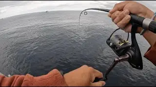 CATALINA ISLAND FISHING.. Crazy Bonito Bite