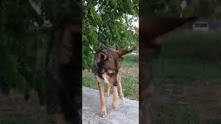 mongrel dog #bloomingtrees #acacias #acacia #mongrel #mongreldog