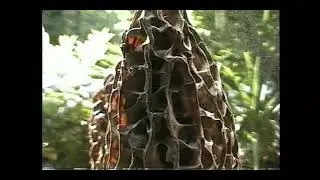 Morel Releasing Spores