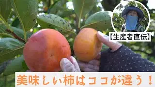 【生産者直伝】美味しい柿の見分け方