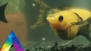DUNIA BINATANG - IKAN CANTIK (11/3/16) 3-2