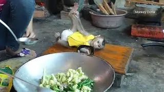 Monkey Baby Donal Laying Down Wait To Test Food