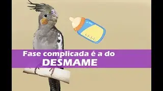 Fase do desmame dos filhotes de calopsita. #dicas