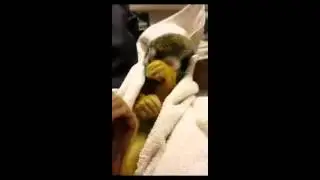 Squirrel Monkey Wakes Up After Annual, Routine Check-Up!