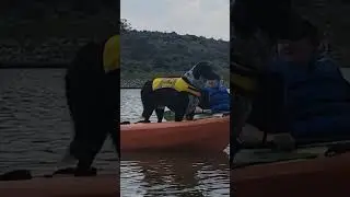 good kayaking dog
