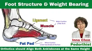 Foot Structure & Weight-Bearing