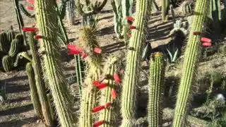 Very Long Slideshow of Cool Cactus Flowers
