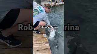 Robbie&rsquo;s Marina feeding Tarpon #tarpon #islamorada #keylargo #keywest