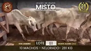 Lote: 81
