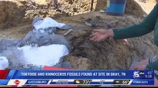 Tortoise and rhinoceros fossils found at site in Gray, TN