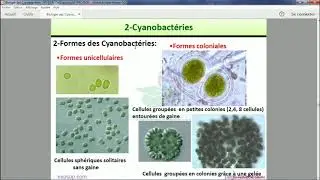 Les thallophytes : Les cyanobactéries