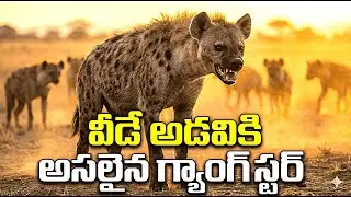 వీడే అడవికి అసలైన గ్యాంగ్స్టర్ #wildlife #animals #information #telugu #video #facts #animation
