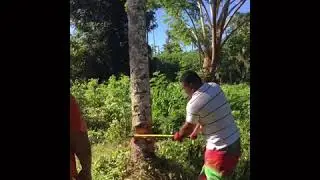 Malua (MTC) 2020