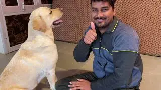 Fake Death Prank on Labrador 🐶💔 | Dog Started Crying | Dog can talk part 4 | Jimmy The Labrador