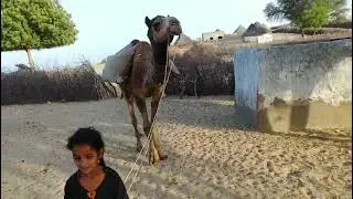 Village life Evening Time Camel life Working Daily Routine A Rehman TV #trending #youtubeshorts