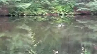 Ray Fishing at Lowell Sportsmen's Club