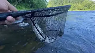 Striper Bass Are Still Around!! DELAWARE RIVER FISHING