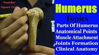Humerus Bones Anatomy | Bangla | Square DOC