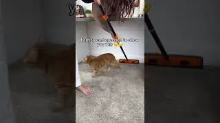 Get the Broom using LlNK lN BlO💁🏼&zwj;♀️  #pethairremoval #cleantok #pets #cleaninghacks