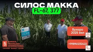 Силос учун FL-67,377 маккажўхориси Бухоро 2025 й. 941232422 971305121 #макка #силос #farming #agro