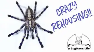 How to rehouse an arboreal tarantula! - One difficult rehousing!