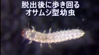 Caraboid larva of Micromalthus