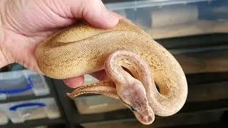 Cinnamon pastel pinstripe poss yellow belly Royal python female