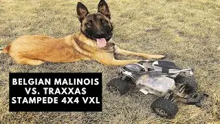 Сможет ли радиоуправляемый автомобиль Traxxas 4x4 VXL обогнать нашу бельгийскую овчарку малинуа!?