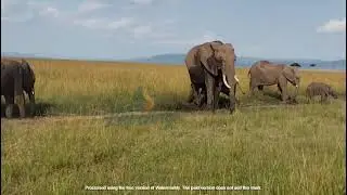 Elephant Family Photo Shoot 📸&hellip; But the Baby&rsquo;s Too Shy! 🐘💞 #SafariVibes #lapwingsafaris