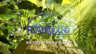 Native Texas Bees