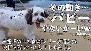【リトモ初めての海】三重県Villaお伽噺シリーズ番外編！城ノ浜ビーチで初めて海を見たリトモ。思わずパピーの動きになっちゃった！
