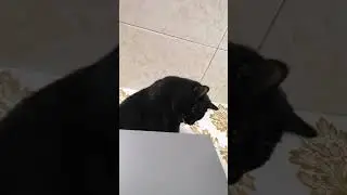 О себе и думаем😹😹😹