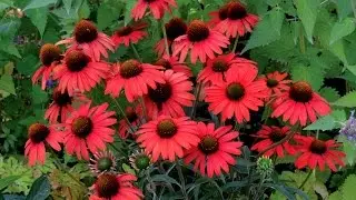 Best Perennials - Echinacea Dixie Scarlet (Coneflower)