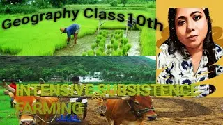 FEATURES OF INTENSIVE SUBSISTENCE FARMING & ITS DIFFERENCE FROM PRIMITIVE FARMING||ENRICH GEOGRAPHY