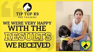 Doodle Training Success Story | Pepper&rsquo;s Calm Transformation with Tip Top K9