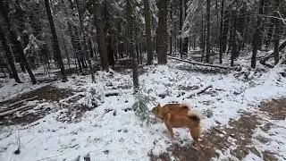 Рыжие лисы в сказочном лесу 🦊🌲❄ #shibainu #сибаину #собака #лес #шибаину  #forest #snow #прогулка