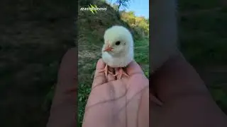 Small to Big Animal Transformation! 😱 #youtubeshorts  #animals
