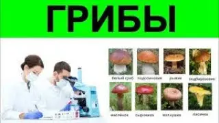 Чем полезны грибы и как их лучше готовить