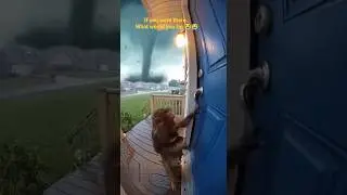 Baby Monkey Just Wanted Someone to Open the Door 😿💔 | Real Ring Camera Moment #shorts